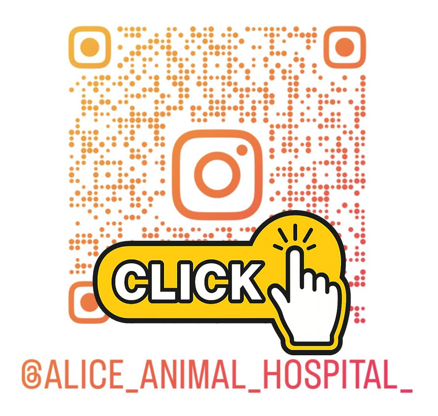 インスタグラム